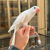 Parrocchetti dal collare ALLEVATI A MANO