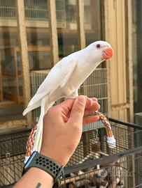 Parrocchetti dal collare ALLEVATI A MANO