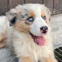 Australian Shepherd