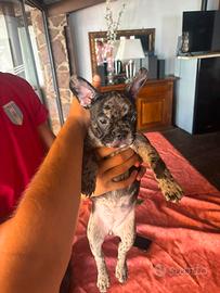 Vendita cuccioli bulldog francesi