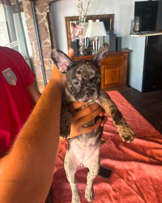 Vendita cuccioli bulldog francesi