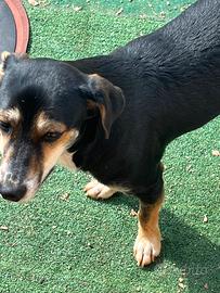 Cagnolina simil pincher