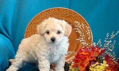 Maltese toy