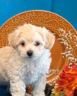 Maltese toy