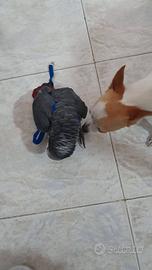Pettorine per Pappagalli