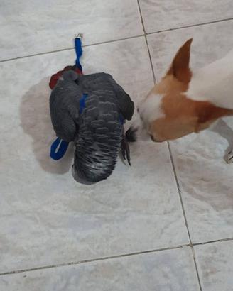 Pettorine per Pappagalli