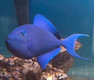 Acquario pesci marini