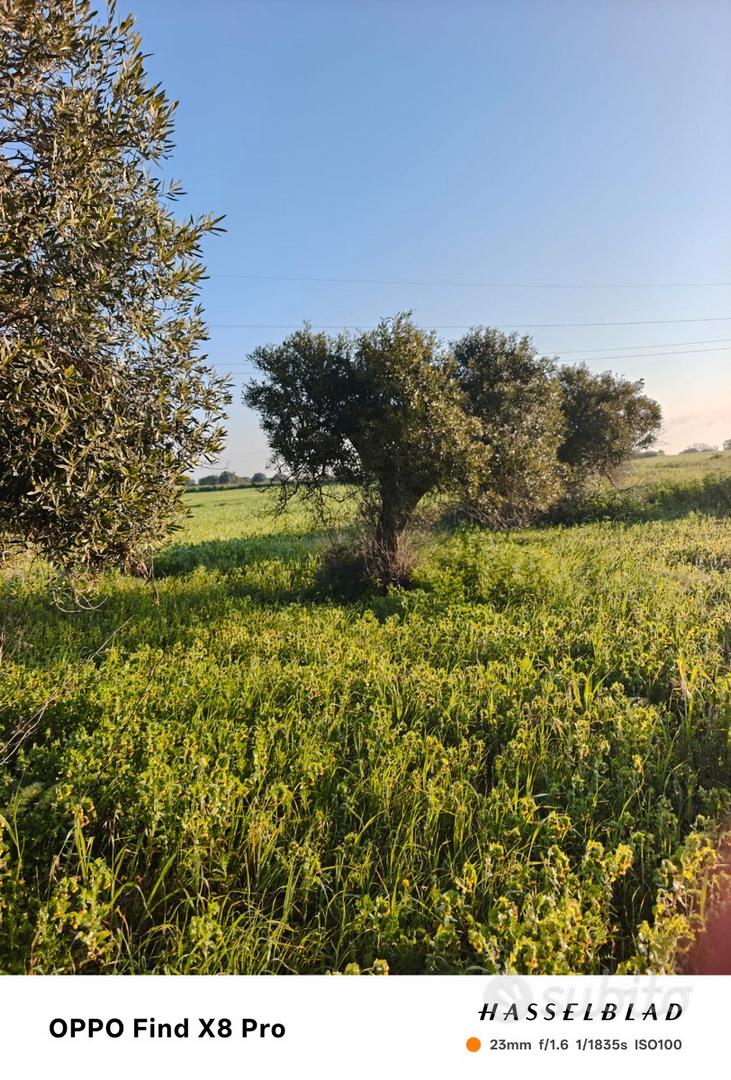 Villasor terreno con dieci piante d ulivo - Vista 2