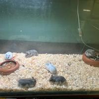 Animali allevati a mano