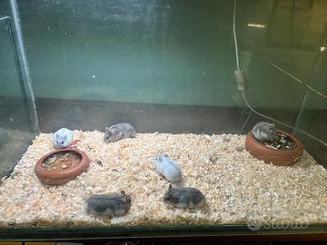 Animali allevati a mano