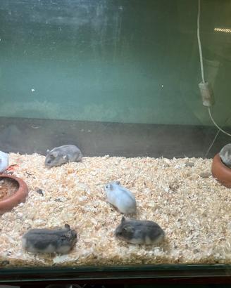 Animali allevati a mano