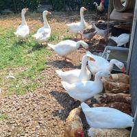 Oche del Campidoglio