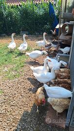 Oche del Campidoglio