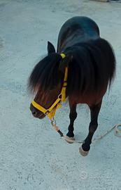 Pony femmina