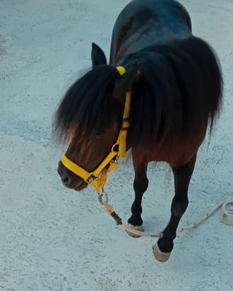 Pony femmina