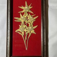 Quadretto vintage stelle alpine vere essiccate art