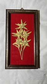 Quadretto vintage stelle alpine vere essiccate art