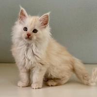 Maine coon cream silver shaded