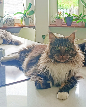 Maine Coon stallone