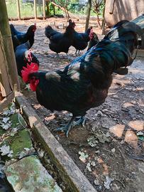 Gallo australorp nero