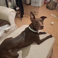 Due splendidi e teneri cani rimasti orfani