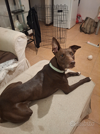 Due splendidi e teneri cani rimasti orfani