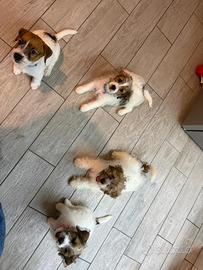 Cuccioli jack Russell terrier