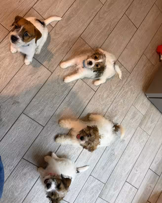 Cuccioli jack Russell terrier