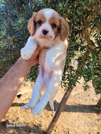 Cucciolo cavalier king