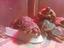 Immagine 3