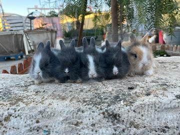 Testa di leone cucciolo