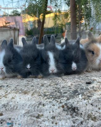 Testa di leone cucciolo