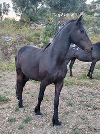 Cavalla barockpinto