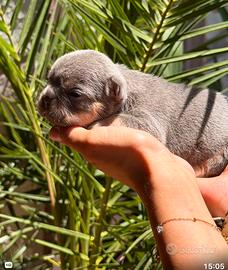 Bulldog francese