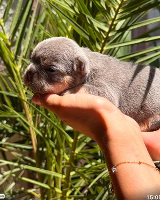 Bulldog francese