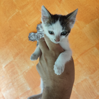 Gattino meticcio pezzato