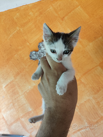 Gattino meticcio pezzato