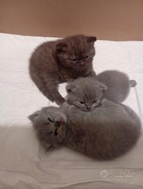 Scottish fold