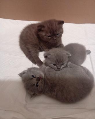 Scottish fold
