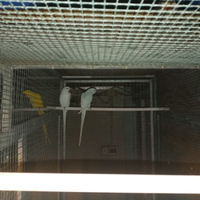 Coppie di parrocchetti dal collare muttati