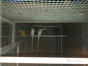 Coppie di parrocchetti dal collare muttati