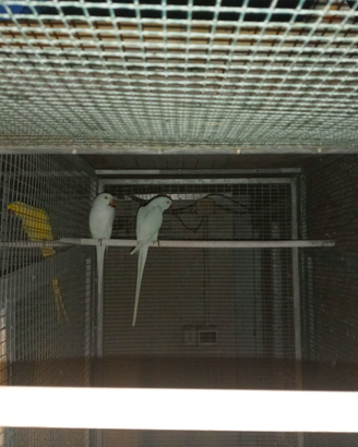 Coppie di parrocchetti dal collare muttati