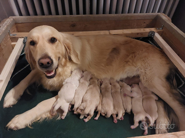 Cuccioli di Golden Retriever