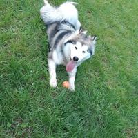 Cane Alaskan Malamute Cagnolina Giardino Casa