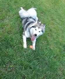 Cane Alaskan Malamute Cagnolina Giardino Casa