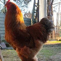 Gallo brama