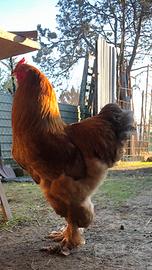 Gallo brama