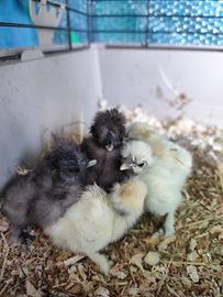 Pulcini collo nudo moroseta