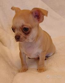 Maschio di chihuahua a pelo corto color champagne