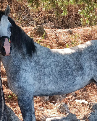 Pony welsh